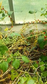 Шпинат земляничный