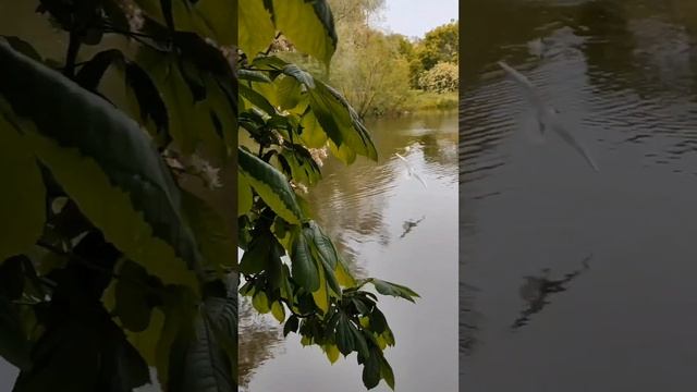 Живописный Петербург