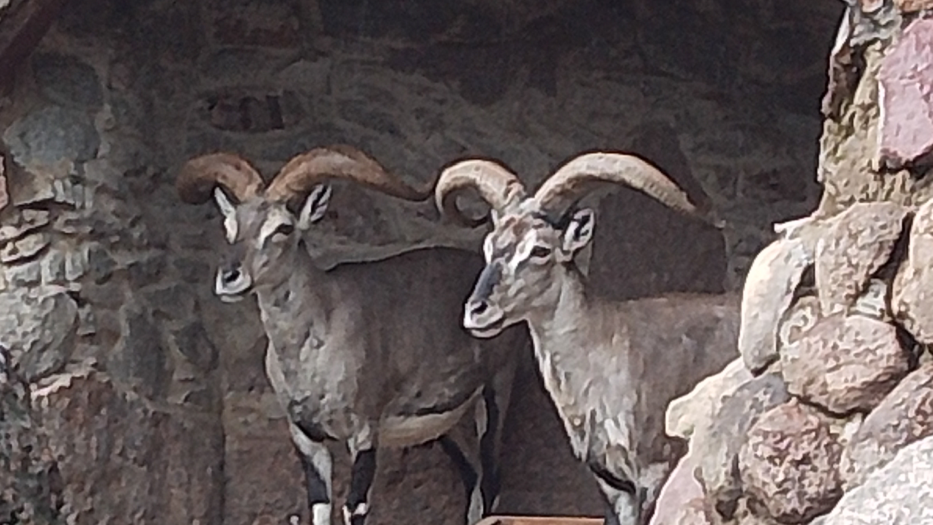 Прогулка по Московскому зоопарку.