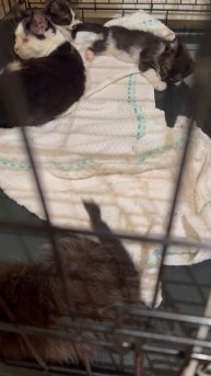 Самые маленькие вечером поели,визуально ничего не предвещало беды