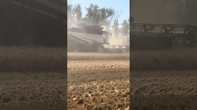 Урожай 2025. Семена Гром 58,5ц/га