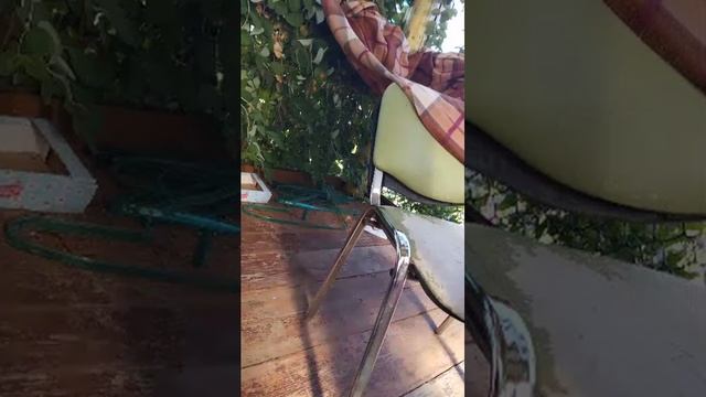 день рождения кошечки Лили