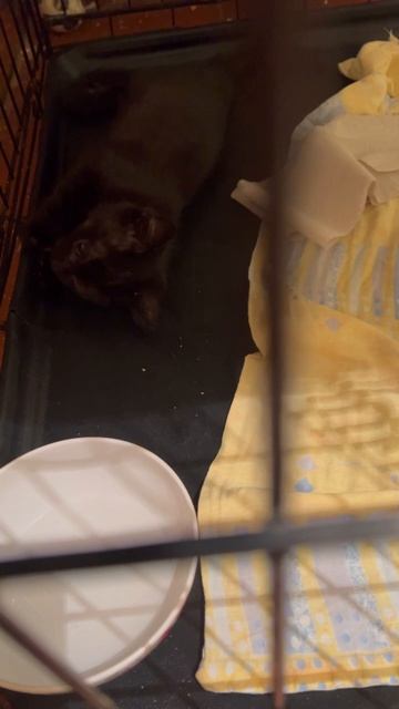 То ли реакция маленького организма дала такую симптоматику вперемешку с болячкой