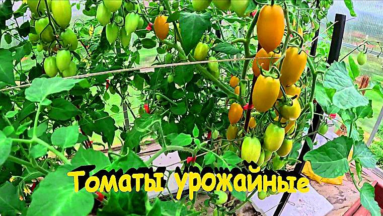 "Томаты урожайные и вкусные."#сад#огород#дача