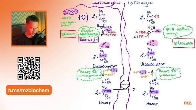 ГЛЮКОНЕОГЕНЕЗ за 10 МИНУТ // На Биохимическом