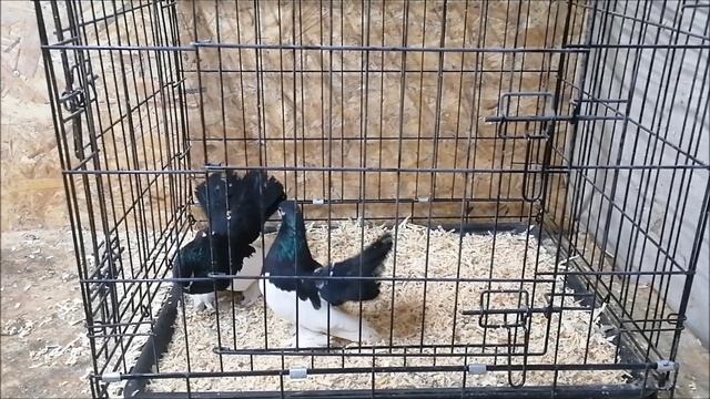 Приобрёл голубей Курганских статных сорок на выставке в городе Борисоглебск