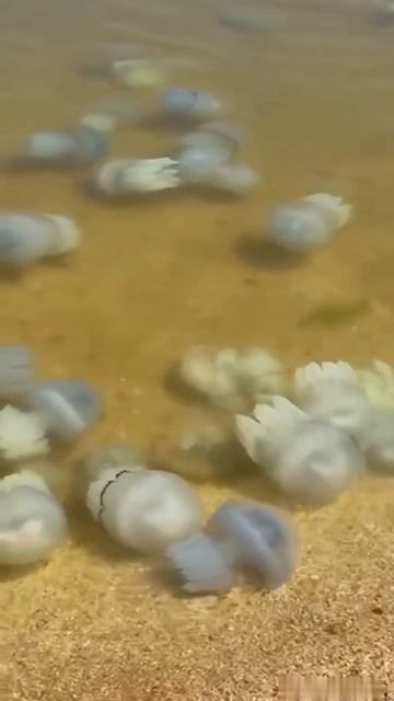 На пляжах Азовского моря — нашествие гигантских медуз. Побережье усыпано тысячами особей, которые жа