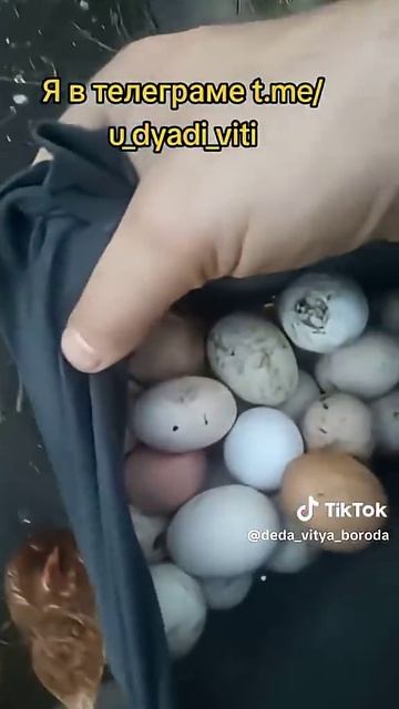 Собрал яйца в курятнике. Деревенские яйца. #яйца #куры #дача #сад #огород