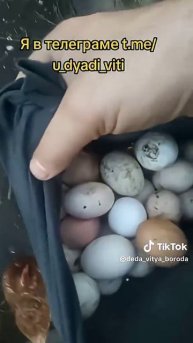 Собрал яйца в курятнике. Деревенские яйца. #яйца #куры #дача #сад #огород