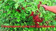 "Смородина красная вкусная и урожайная."#сад#огород#дача