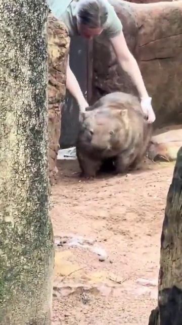 Оказывается, не все вомбаты небольшие по размеру: длина их тела может достигать 130 см