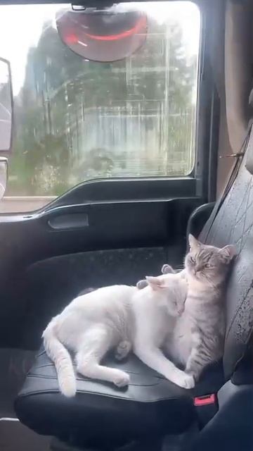 Сладкая парочка😍