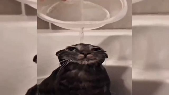 коти