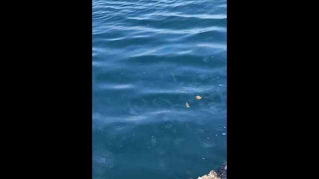 Осколок светлого эха