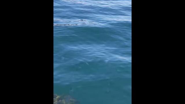 Эхо незримого ритма