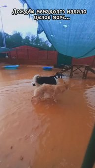 "Как не быть морю после дождя?" ❥ Приют в Малинках