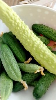 первые сборы