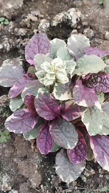 Живучка " Триколор " растёт понемногу!