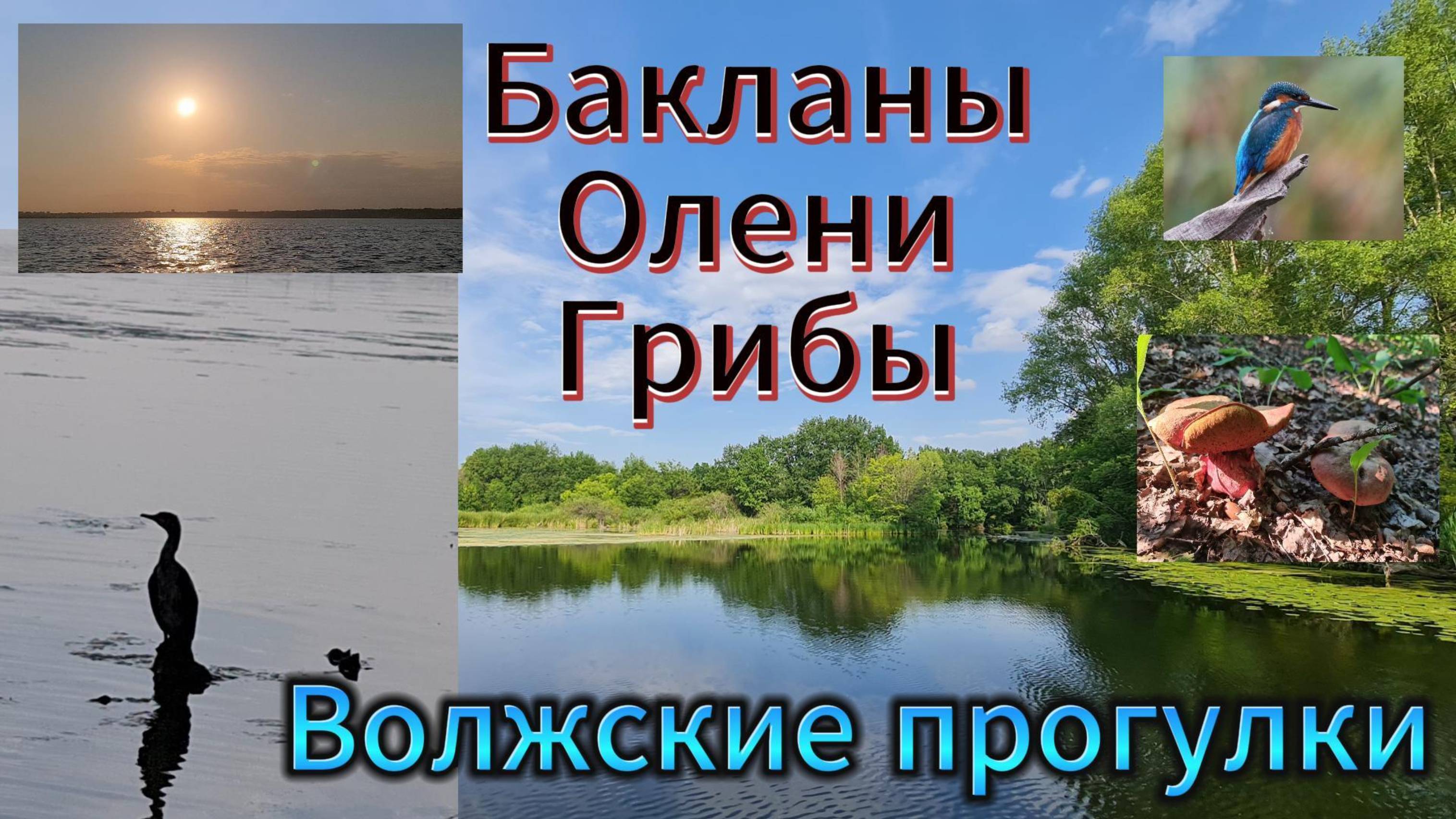 Бакланы. Олень. Грибы. Отдых на Волге
