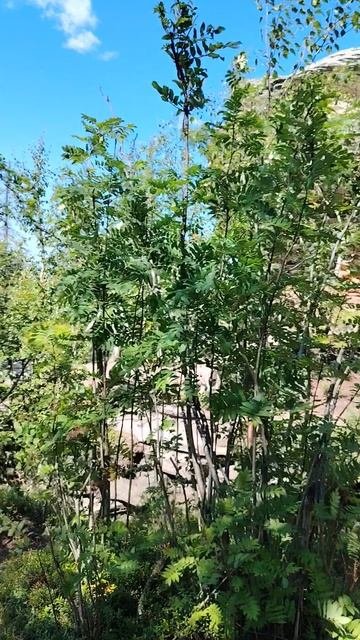 Каменный город