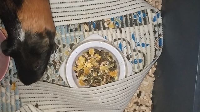 вакиларить