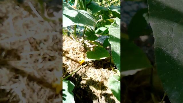 отчёт о проделанной работе для папы