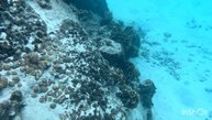 Незабываемые красоты острова Ко Лан и его подводный мир