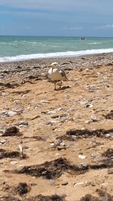 Чайка и море