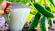 Зачем поливать огурцы молоком? Секреты богатого урожая!