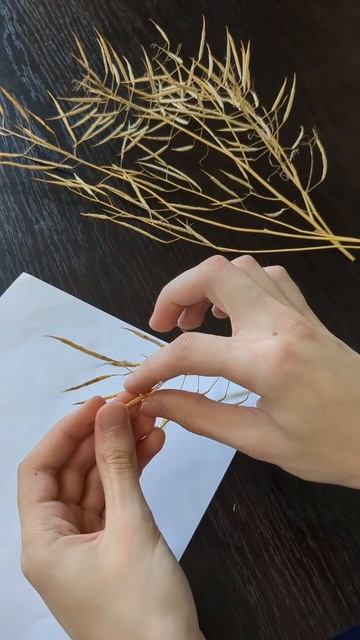 Как проходит заготовка семян РЕПЫ #дача #огород