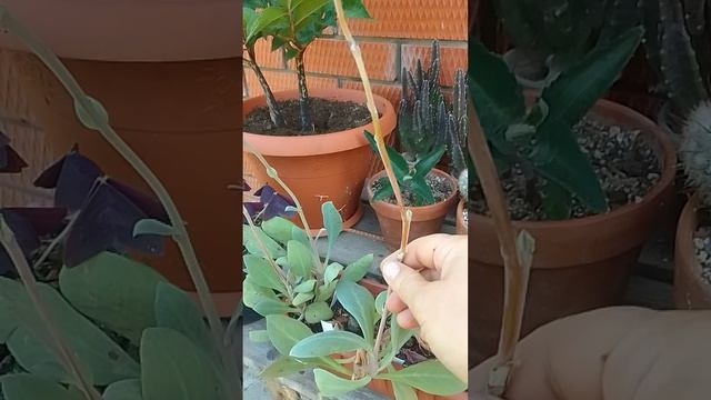 О разных цветочках.