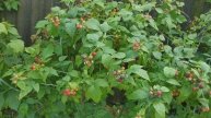 Как плодоносит черная малина Кумберленд