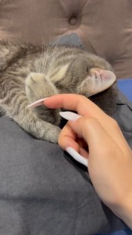 Мило спящий котик 🐱