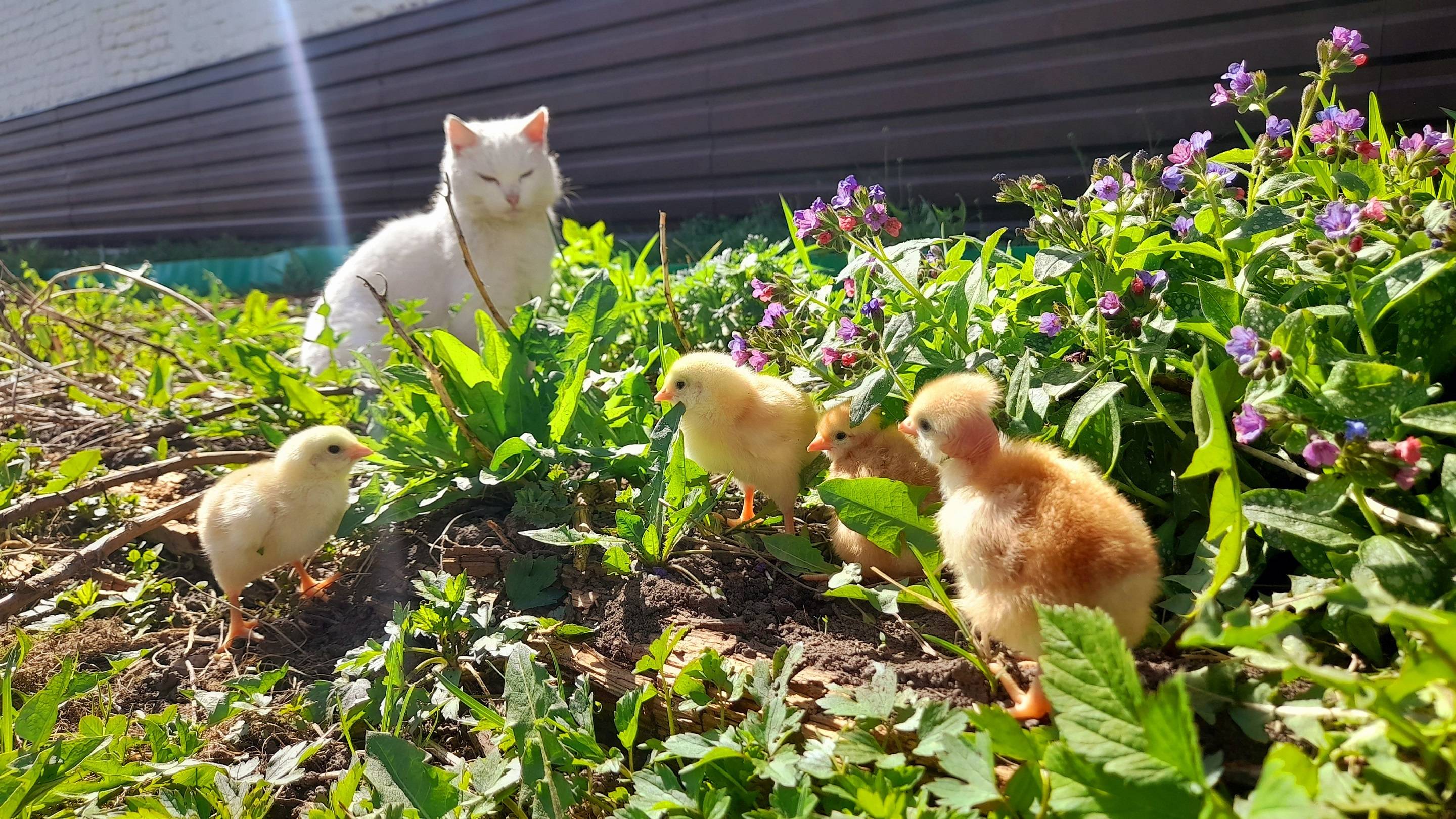 Как снять курицу с яиц. Пять тонн Южной короны. Сезон мяса в разгаре. Новая живность в хозяйстве