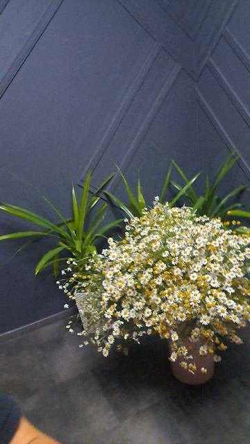 Что за праздник, поставили большой букет ромашек?