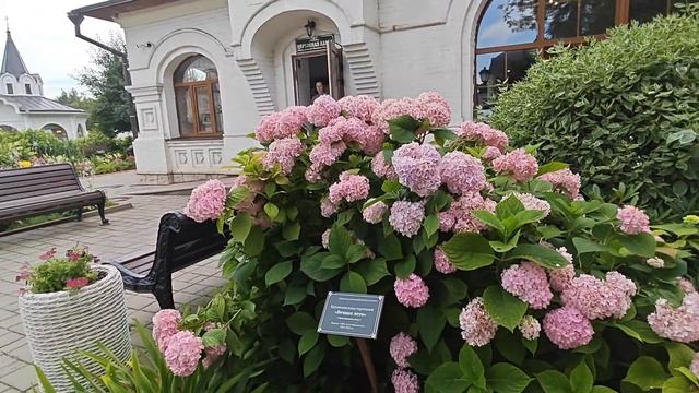 Лучшее цветение крупнолистной гортензии "Бесконечное лето"Июль 2025