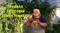 Как правильно собрать семена томатов