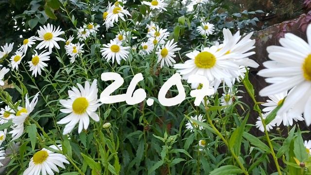 Лунный календарь для цветоводов с21.07-27.07.25г.