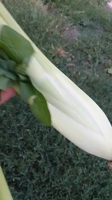 Что получилось из фенхеля