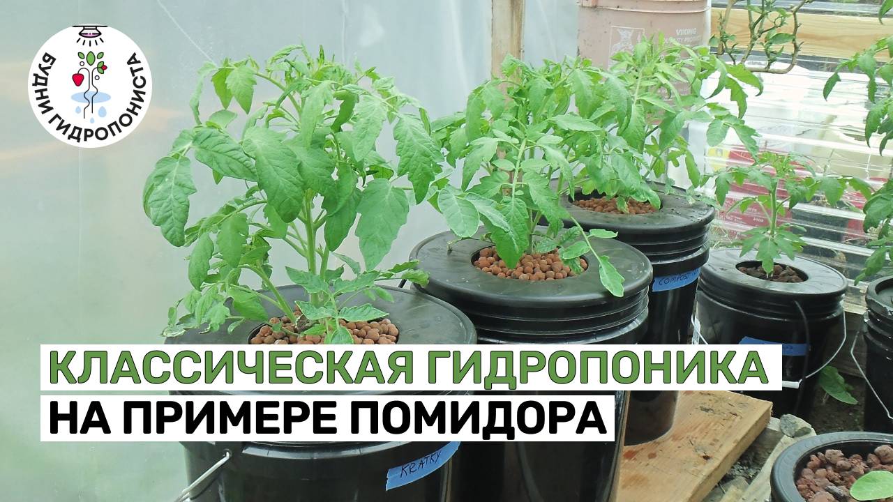 Классическая гидропоника на примере помидора