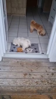 Очень воспитанный пёсель 😍😘🐶🤩