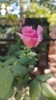 Садовый мир: Розовая роза плетистая.