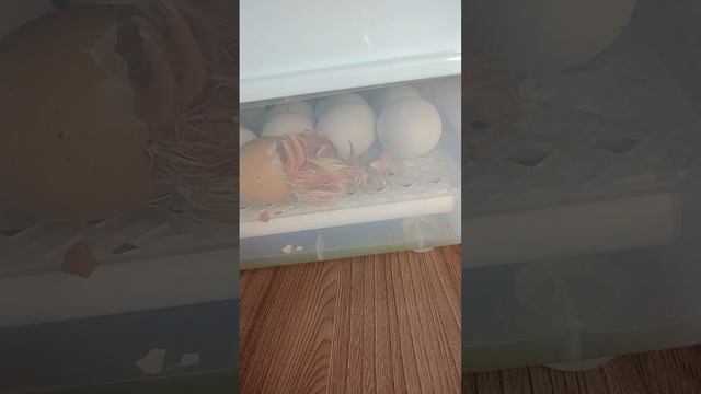 Экслюзивное видео как вылуплялся шнурок.