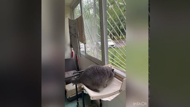 Французская жизнь кота в России