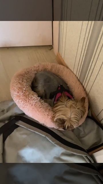 Ева и Челси