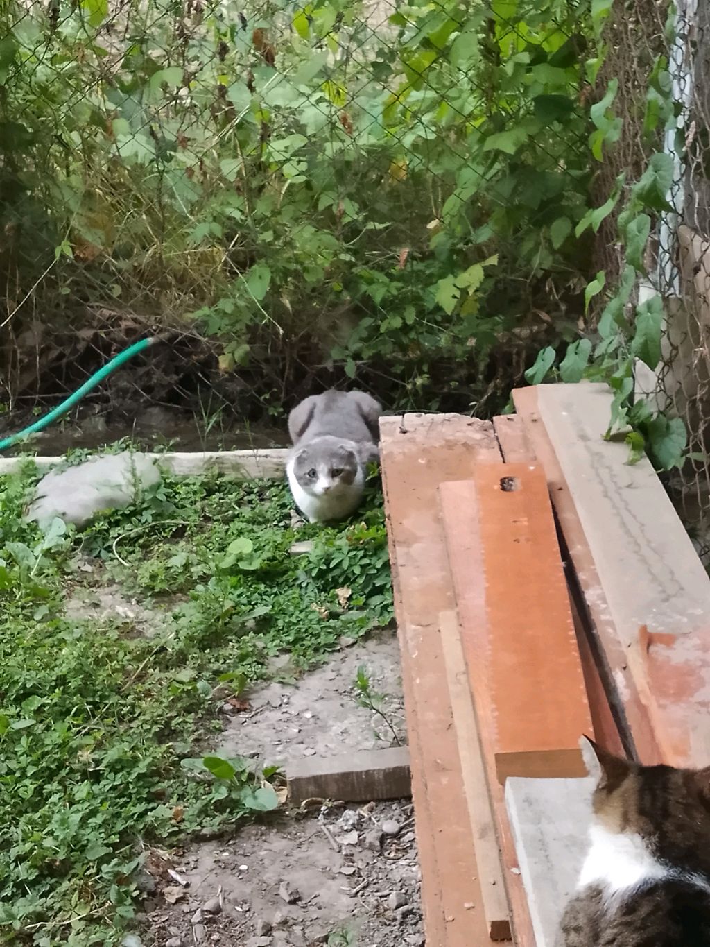 стрим + игра