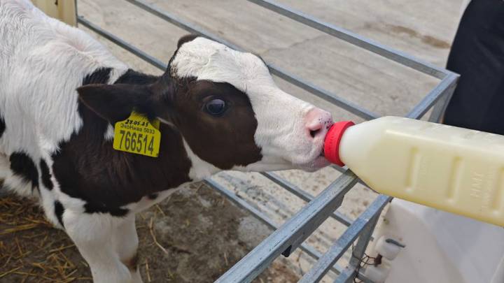 Кормление теленка