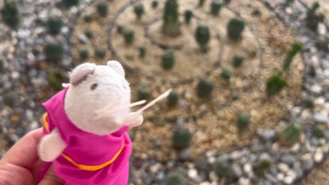 Буша попала в страну кактусов