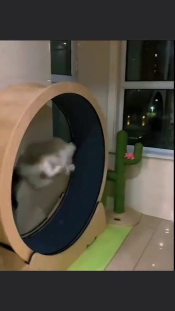 #юмор #прикол #приколы #угар #ржака #ржач #смех #смешно #кот #котики #животные #милота #весело #яппи