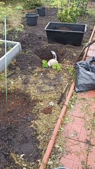 Мы вырыли яму. #котики